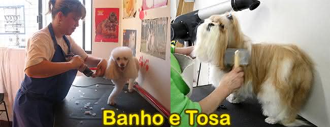 curso de banho e tosa