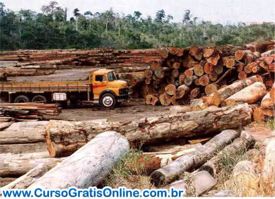 desmatamento da floresta amazônica