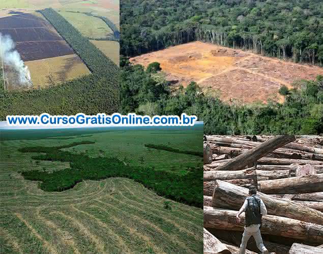 desmatamento da floresta amazônica