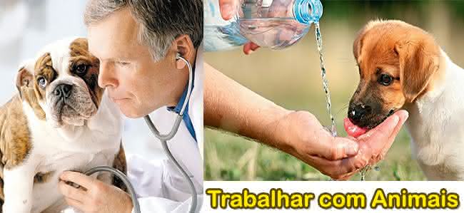 trabalhar com animais