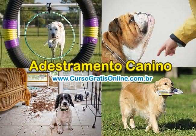 adestramento canino